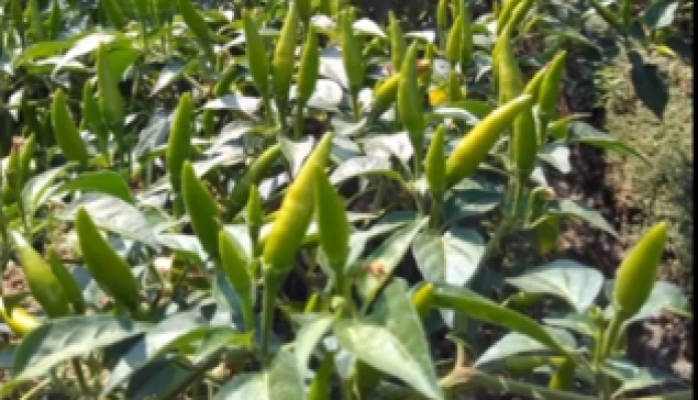 cabe rawit rama cap mutiara bumi viral petani muda sukses